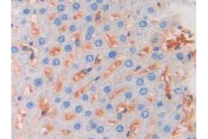Immunohistochemistry (IHC) image for anti-Fibroblast Growth Factor 13 (FGF13) (AA 1-192) antibody (ABIN1858866)
