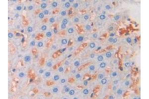 Used in DAB staining on fromalin fixed paraffin- embedded liver tissue (FGF13 Antikörper  (AA 1-192))