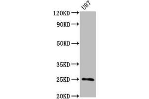 Western Blot Positive WB detected in U87 whole cell lysate All lanes CD9 antibody at 0. (Rekombinanter CD9 Antikörper)