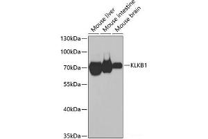 Western blot analysis of extracts of various cell lines using KLKB1 Polyclonal Antibody at dilution of 1:1000. (KLKB1 Antikörper)