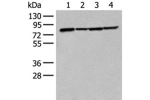 Western blot analysis of K562 Hela 231 and HT-29 cell lysates using TUBGCP4 Polyclonal Antibody at dilution of 1:300 (TUBGCP4 Antikörper)