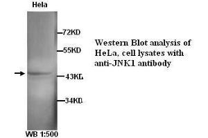 Image no. 1 for anti-Mitogen-Activated Protein Kinase 8 (MAPK8) antibody (ABIN790900) (JNK Antikörper)