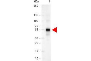 Image no. 1 for Goat anti-Human IgG antibody (Alkaline Phosphatase (AP)) (ABIN300522) (Ziege anti-Human IgG Antikörper (Alkaline Phosphatase (AP)))