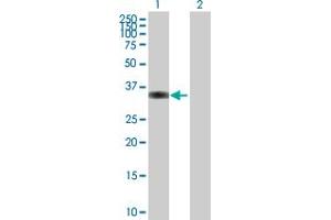 Western Blot analysis of PPP1R3C expression in transfected 293T cell line by PPP1R3C MaxPab polyclonal antibody. (PPP1R3C Antikörper  (AA 1-317))