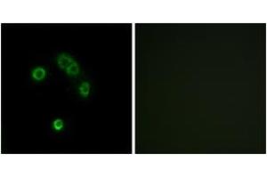 Immunofluorescence (IF) image for anti-Taste Receptor, Type 2, Member 13 (TAS2R13) (AA 123-172) antibody (ABIN2891090) (TAS2R13 Antikörper  (AA 123-172))