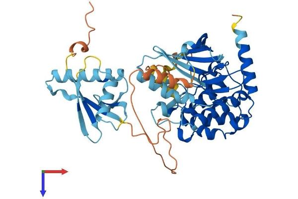 MAP2K5 Protein (AA 1-448) (His tag)
