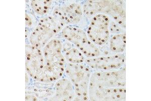 Immunohistochemistry of paraffin-embedded rat kidney using ADK Rabbit pAb  at dilution of 1:350 (40x lens). (ADK Antikörper  (AA 200-345))
