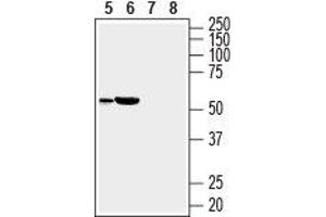 Western blot analysis of rat heart (lanes 5 and 7) and mouse heart (lanes 6 and 8) lysates: - 5, 6. (SLC35G1 Antikörper  (3rd Extracellular Loop))