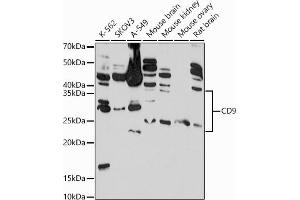 Western blot analysis of extracts of various cell lines, using CD9 antibody  at 1:1000 dilution. (CD9 Antikörper  (AA 112-195))