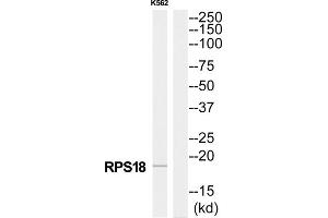 Western Blotting (WB) image for anti-Ribosomal Protein S18 (RPS18) (Internal Region) antibody (ABIN1850574) (RPS18 Antikörper  (Internal Region))