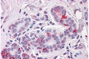 Anti-NPTN antibody  ABIN1049120 IHC staining of human breast.