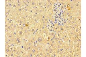 Immunohistochemistry of paraffin-embedded human liver tissue using ABIN7156249 at dilution of 1:100 (ING3 Antikörper  (AA 51-223))