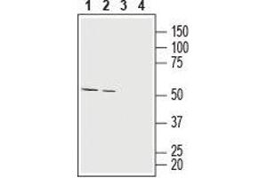 Western blot analysis of rat (lanes 1 and 3) and mouse (lanes 2 and 4) brain lysates:1,2.