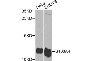 Western blot analysis of extracts of various cell lines, using S100A4 antibody (ABIN5970801) at 1/1000 dilution. (s100a4 Antikörper)