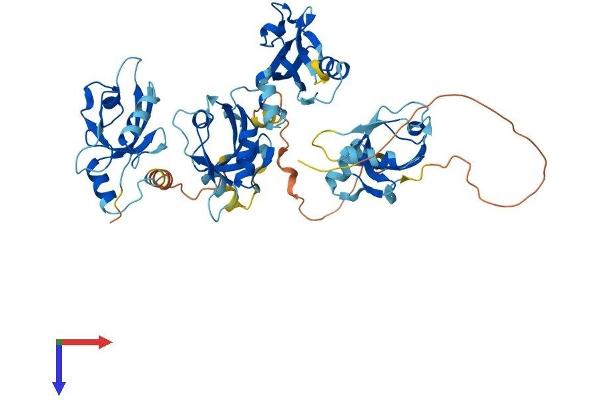 PDZK1 Protein (AA 1-519) (His tag)