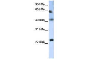Western Blotting (WB) image for anti-Tetraspanin 3 (TSPAN3) antibody (ABIN2459035) (Tetraspanin 3 Antikörper)