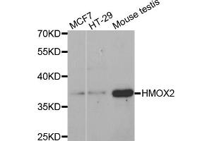 Western blot analysis of extracts of various cell lines, using HMOX2 antibody (ABIN5971461) at 1:400 dilution. (HMOX2 Antikörper)