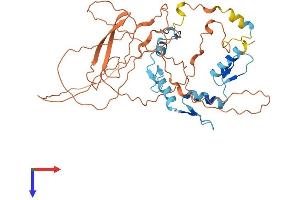 YY1 Protein (AA 1-414) (His tag)