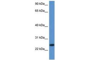 C1orf93 antibody  (AA 96-145)