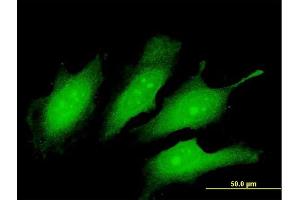 Immunofluorescence of purified MaxPab antibody to TEX13A on HeLa cell.