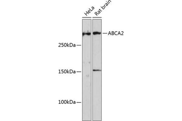 ABCA2 Antikörper  (AA 2307-2466)