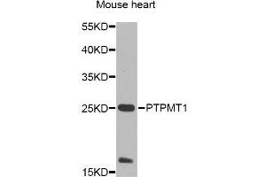 Western blot analysis of extracts of mouse heart, using PTPMT1 Antibody (ABIN5995759) at 1/1000 dilution. (PTPMT1 Antikörper)