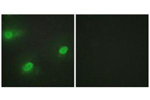 Immunofluorescence (IF) image for anti-Cleavage Stimulation Factor, 3' Pre-RNA, Subunit 2, 64kDa (CSTF2) (N-Term) antibody (ABIN1849326) (CSTF2 Antikörper  (N-Term))