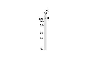 Western blot analysis of lysate from A431 cell line, using IARS2 Antibody (N-term) (ABIN6243753 and ABIN6577644). (IARS2 Antikörper  (N-Term))