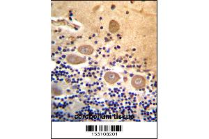RTDR1 Antibody immunohistochemistry analysis in formalin fixed and paraffin embedded human cerebellum tissue followed by peroxidase conjugation of the secondary antibody and DAB staining. (RTDR1 Antikörper  (N-Term))