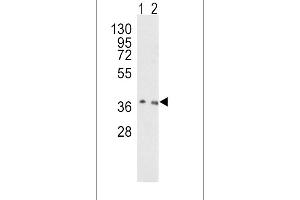 Western blot analysis of OGG1 Antibody (C-term) (ABIN390918 and ABIN2841121) in Hela(lane 1), NIH-3T3(lane 2) cell line lysates (35 μg/lane). (OGG1 Antikörper  (C-Term))