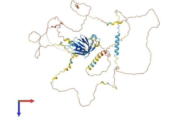 GAB3 Protein (AA 1-595) (His tag)