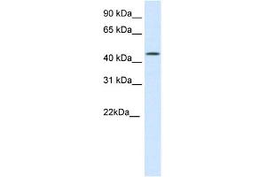 WB Suggested Anti-HMG20B Antibody Titration:  0. (HMG20B Antikörper  (N-Term))