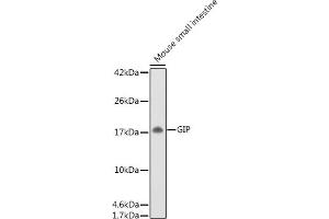 Western blot analysis of extracts of Mouse small intestine, using GIP antibody (ABIN6130966, ABIN6141091, ABIN6141092 and ABIN6221825) at 1:500 dilution. (GIP Antikörper  (AA 22-153))