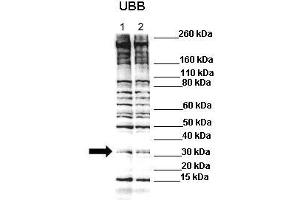 Lanes : Lane 1: C2C12 lysate Lane 2: C2C12 lysate with 1uM MG132  Primary Antibody Dilution :  1:500   Secondary Antibody : Anti-rabbit-HRP  Secondary Antibody Dilution :  1:3000  Gene Name : Ubb  Submitted by : Anonymous