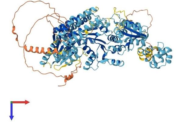 ERCC4 Protein (AA 1-916) (His tag)