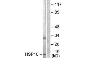 Western Blotting (WB) image for anti-Heat Shock 10kDa Protein 1 (Chaperonin 10) (HSPE1) (Internal Region) antibody (ABIN1848609) (HSPE1 Antikörper  (Internal Region))