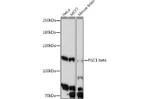 Western blot analysis of extracts of various cell line, using PGC1 beta antibody (ABIN7269253) at 1:1000 dilution. (PPARGC1B Antikörper  (AA 850-950))
