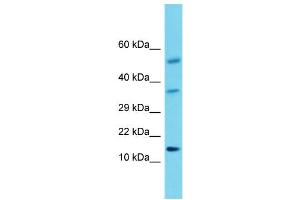 Host: Rabbit Target Name: Hcrt Sample Type: Rat Testis lysates Antibody Dilution: 1.