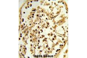 Formalin-fixed and paraffin-embedded human testis tissue reacted with TBX1 Antibody (C-term), which was peroxidase-conjugated to the secondary antibody, followed by DAB staining. (T-Box 1 Antikörper  (C-Term))
