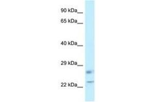 Image no. 1 for anti-RAS-Like, Family 11, Member B (RASL11B) (C-Term) antibody (ABIN6747748) (RASL11B Antikörper  (C-Term))