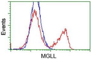 HEK293T cells transfected with either RC218358 overexpress plasmid (Red) or empty vector control plasmid (Blue) were immunostained by anti-MGLL antibody (ABIN2454597), and then analyzed by flow cytometry. (MGLL Antikörper)