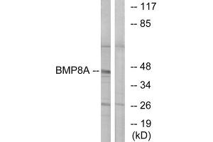 Western Blotting (WB) image for anti-Bone Morphogenetic Protein 8A (BMP8A) (C-Term) antibody (ABIN1850928) (BMP8A Antikörper  (C-Term))