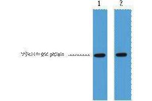 Western Blotting (WB) image for anti-VSV-G Epitope Tag antibody (ABIN3178559) (VSV-g Tag Antikörper)