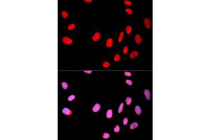 Immunofluorescence analysis of U2OS cell using CDC25C antibody. (CDC25C Antikörper)