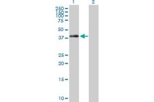 Western Blot analysis of TRIB2 expression in transfected 293T cell line by TRIB2 MaxPab polyclonal antibody. (TRIB2 Antikörper  (AA 1-343))