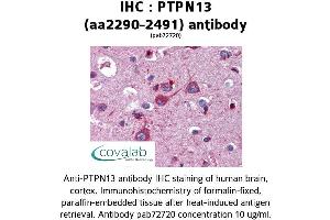 Image no. 1 for anti-Protein tyrosine Phosphatase, Non-Receptor Type 13 (APO-1/CD95 (Fas)-Associated Phosphatase) (PTPN13) (AA 2290-2491) antibody (ABIN2852377) (PTPN13 Antikörper  (AA 2290-2491))