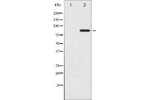 Western blot analysis of Cortactin phosphorylation expression in COS7 whole cell lysates,The lane on the left is treated with the antigen-specific peptide. (Cortactin Antikörper  (pTyr466))