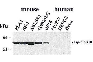 Western Blotting (WB) image for anti-Caspase 8 (CASP8) antibody (ABIN2745526)