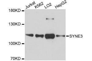 Western blot analysis of extracts of various cell lines, using SYNE3 antibody. (Nesprin3 Antikörper  (AA 740-920))