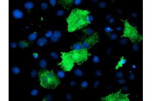 Anti-EPN2 mouse monoclonal antibody (ABIN2455558) immunofluorescent staining of COS7 cells transiently transfected by pCMV6-ENTRY EPN2 (RC213652). (Epsin 2 Antikörper)